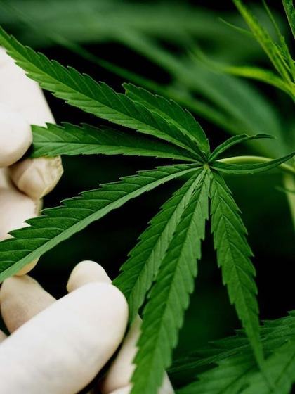 Marijuana