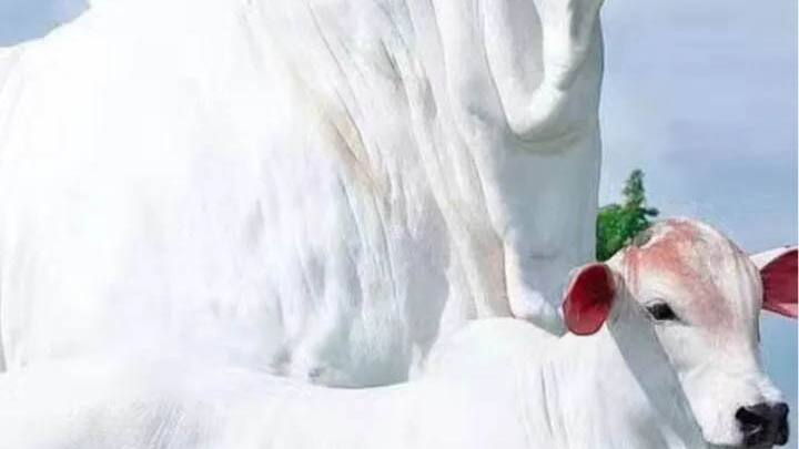 World most unique cow will become a millionaire nelore breed from india