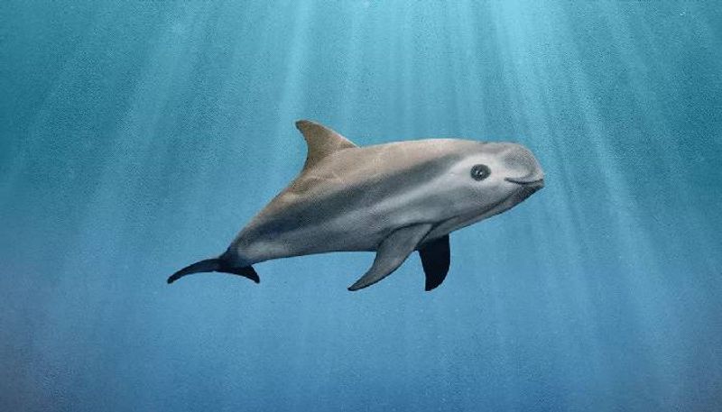 most endangered marine mammal vaquita