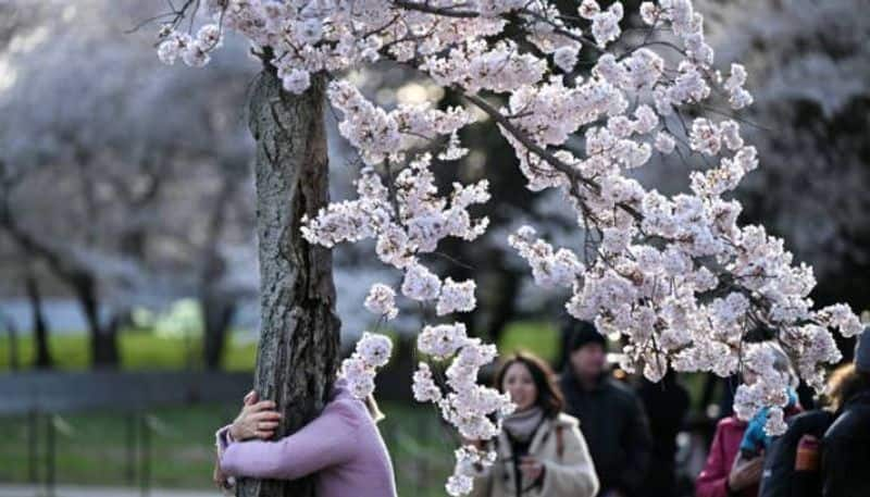 Stumpy Washington dcs beloved cherry blossom tree set to be cut down