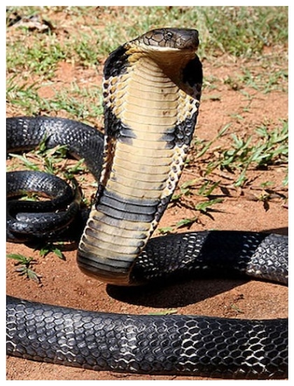 How to prevent snakes from entering your house during monsoons?