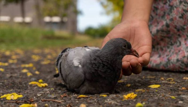 Anne Seago woman slapped with 10000 fine for feeding pigeon rlp