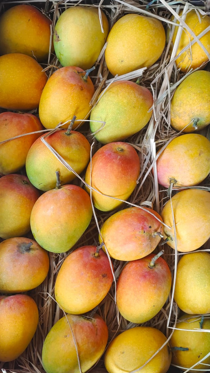 Most Common Mango Myths And Facts roo