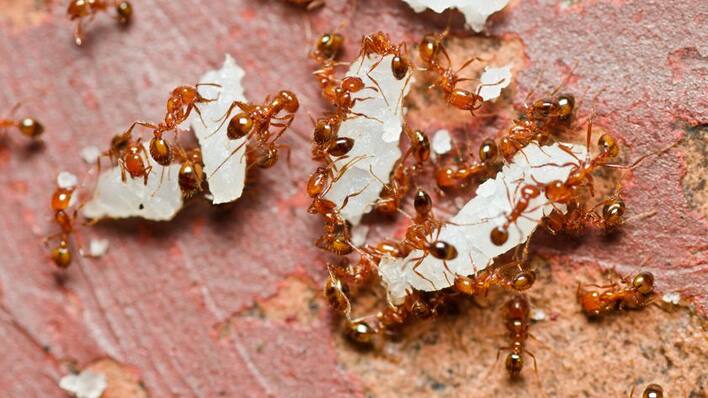 How-to-get-rid-of-ants-from-kitchen