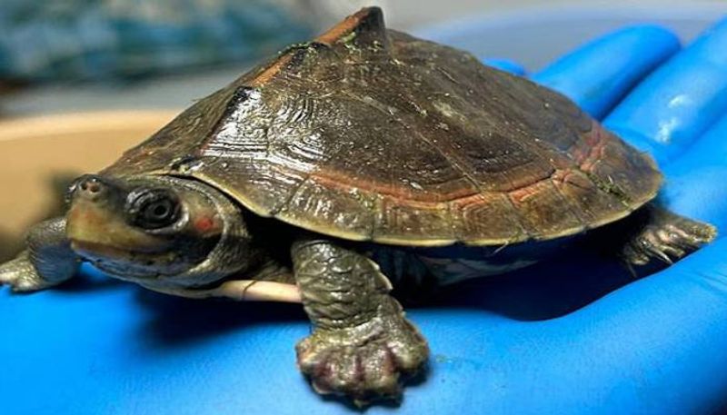 hundreds of turtles killed in Pakistan by electrocution rlp