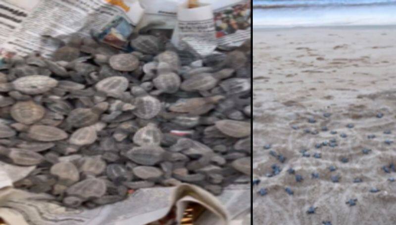 IAS officer supriya sahu shared video of  Olive ridley turtle release in besant nagar beach ans