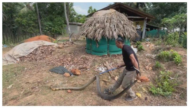 King Cobra rescued in udupi nbn