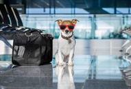 How to travel safely with pets iwh