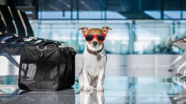 How to travel safely with pets iwh