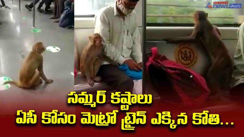 monkey in metro train 