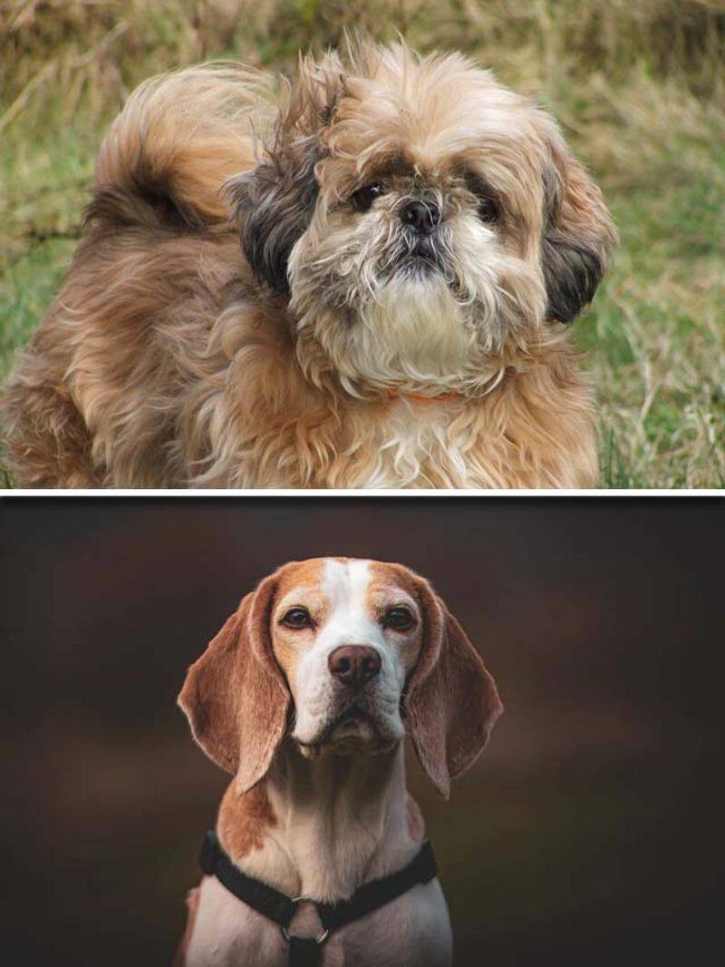 Shih Tzu to Beagle-7 cutest dog breeds in India RBA