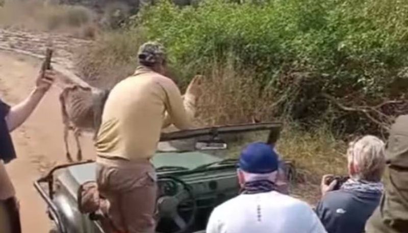 tiger attacking cow video from ranthambore national park