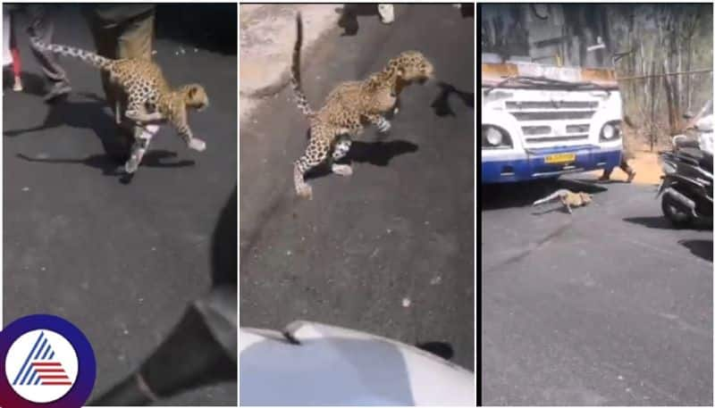 Bengaluru Leopard entered in to BMTC bus at turahalli forest and attack on driver sat