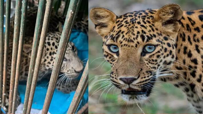 leopard 