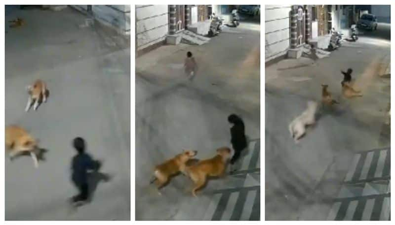 Video of a child's escape from a stray dog goes viral 