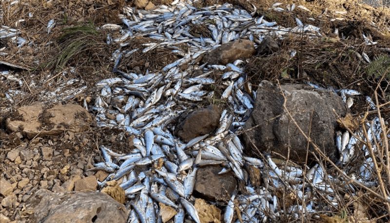 truck carrying live salmon fish met accident spills fish into wrong river in us 