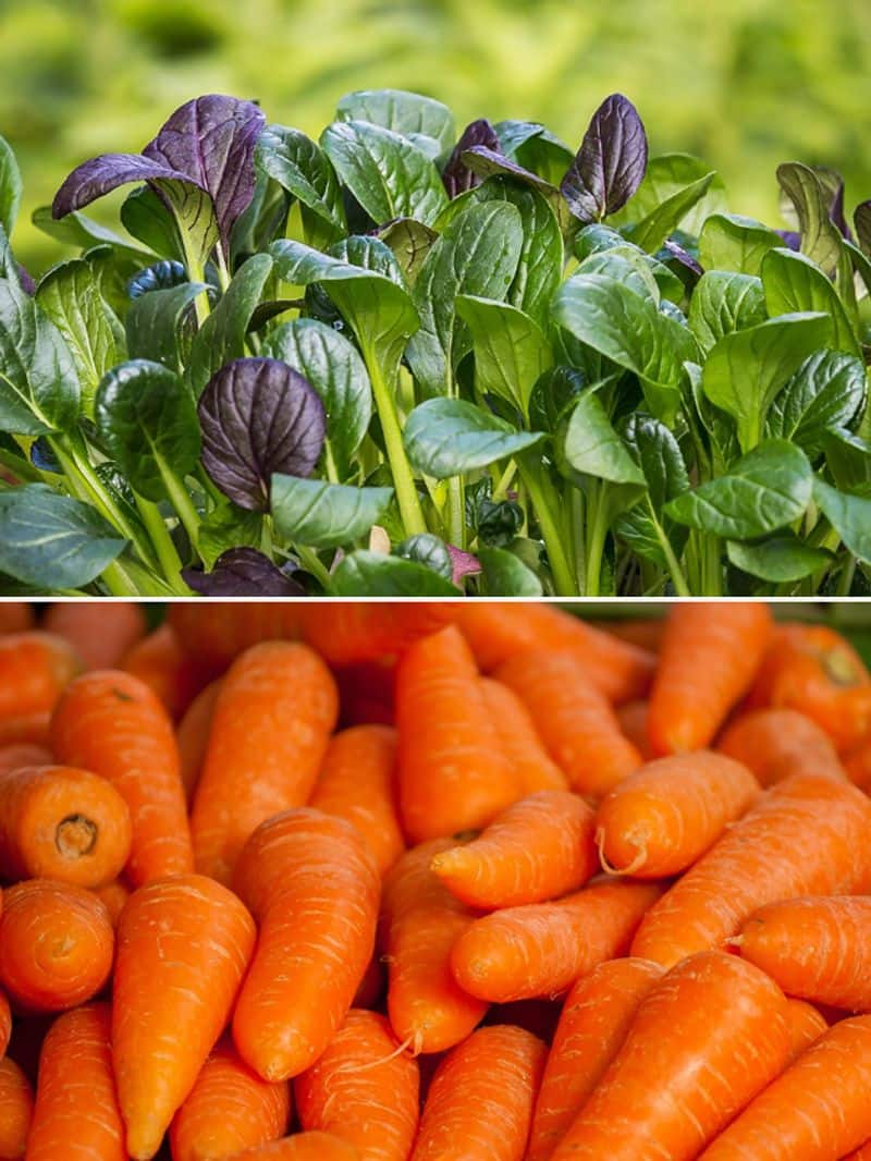 Spinach to Carrots: 7 vegetables that help in purifying blood ATG