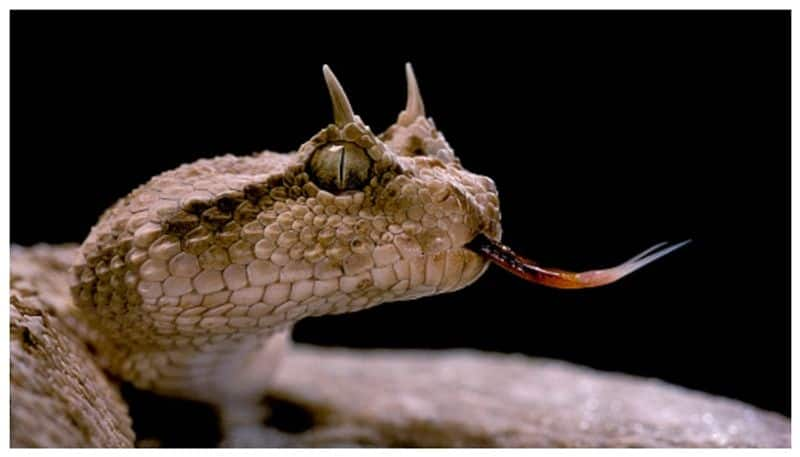 do you know about desert snake Saharan horned viper