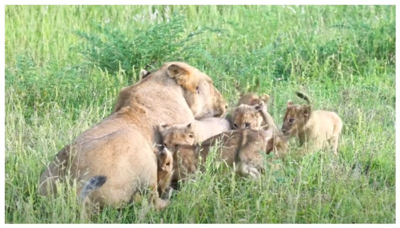 video of Six lion cubs came when their mother called went viral 