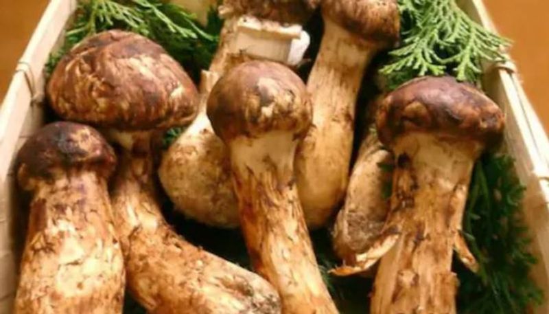 Matsutake mushroom priced at 1.5 lakh per kg 