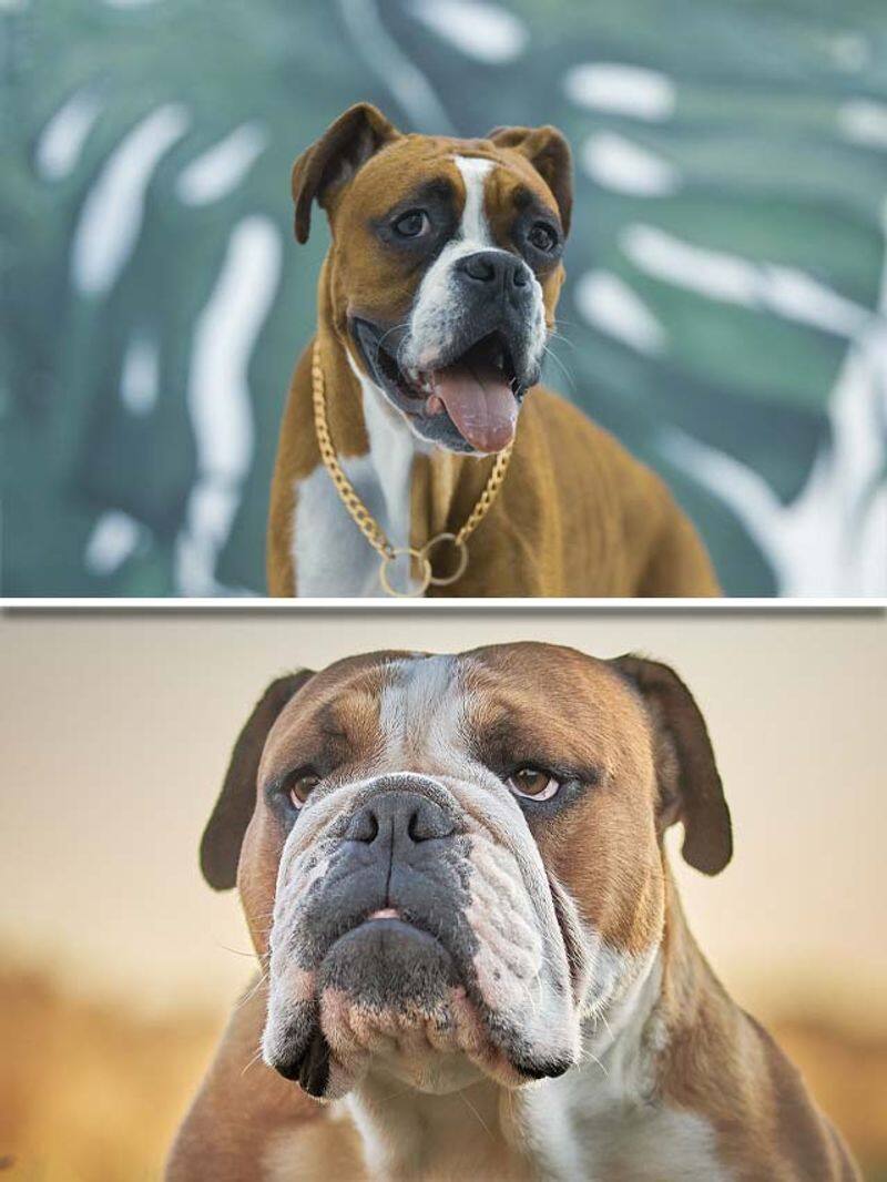 Boxer and English Bulldog-7 dog breeds who fart the most RBA EAI