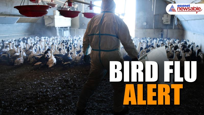 100 times worse than Covid: Scientists warn of deadly H5N1 bird flu pandemic Vin 