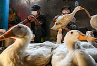 Bird flu epidemic '100 times terrible' than Covid pandemic, researchers warn