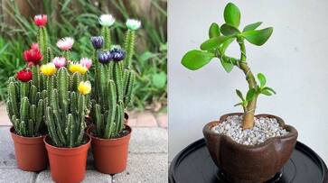 According to vastu these plants are not good home vastu tips for unlucky plants XBW