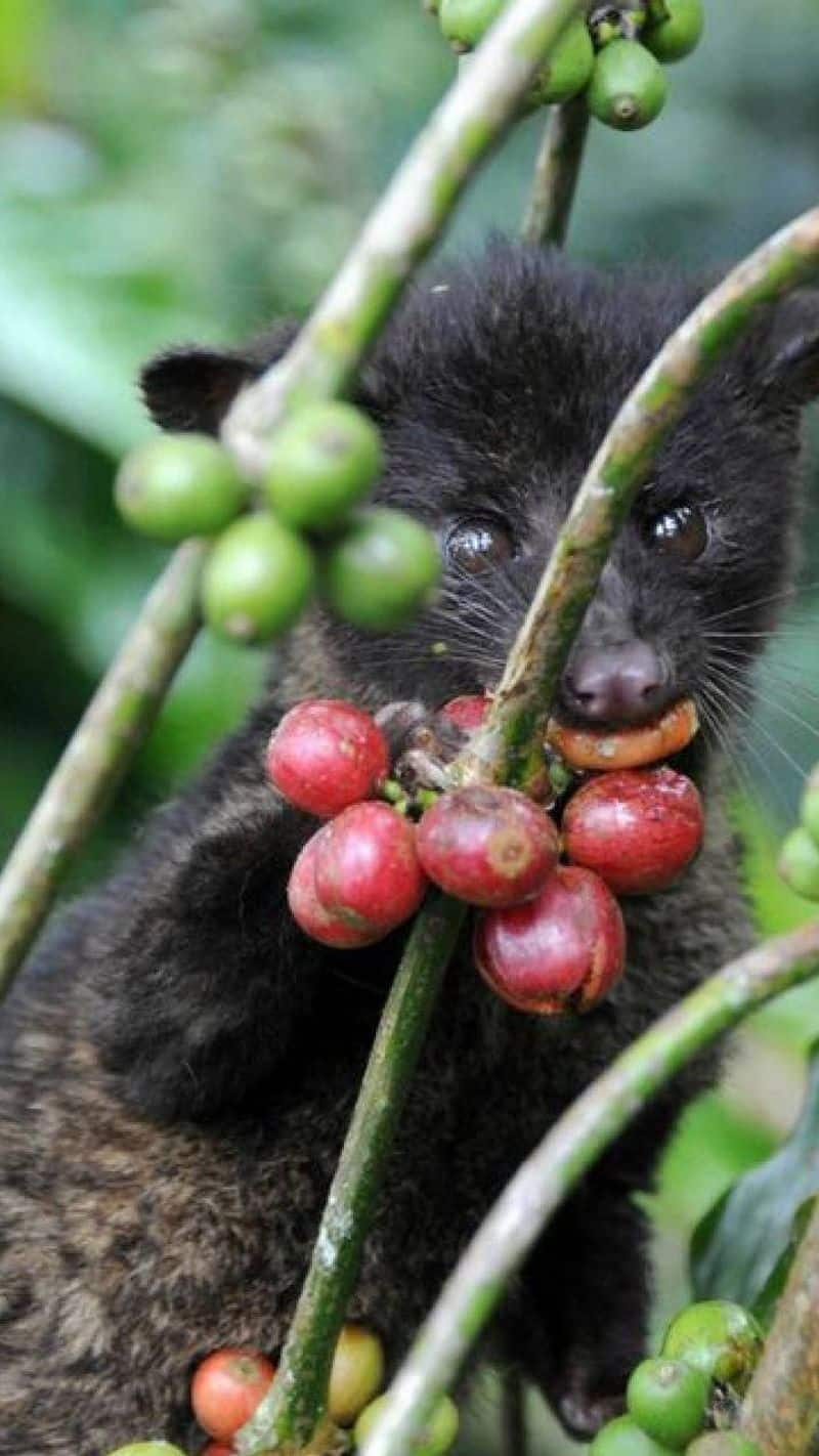 cat poop made Coffee Kopi Luwak amazing health benefits most expensive coffee in the world XBW