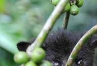 cat poop made Coffee Kopi Luwak amazing health benefits most expensive coffee in the world XBW