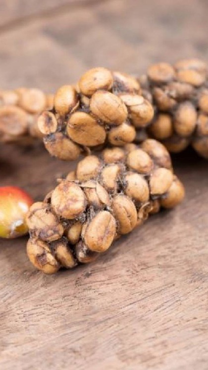 <p>दुनिया की सबसे महंगी कॉफी Kopi Luwak बिल्ली की पॉटी से तैयार की जाती है। सुनने में बहुत ही अजीब या घिनौना लग सकत है लेकिन ये बिल्कुल सच है। </p>
