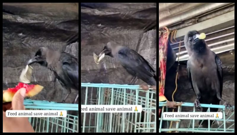 Video of her bribing crow to get Rs 500 back goes viral