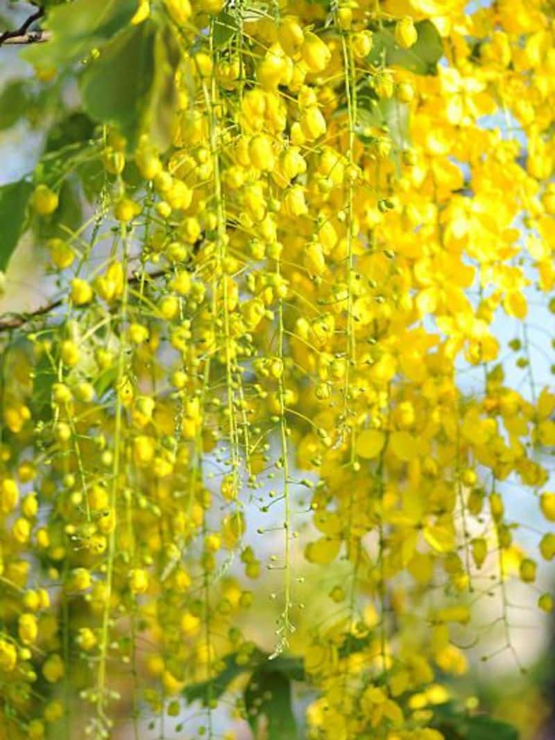 importance of Kanikonna in Vishu