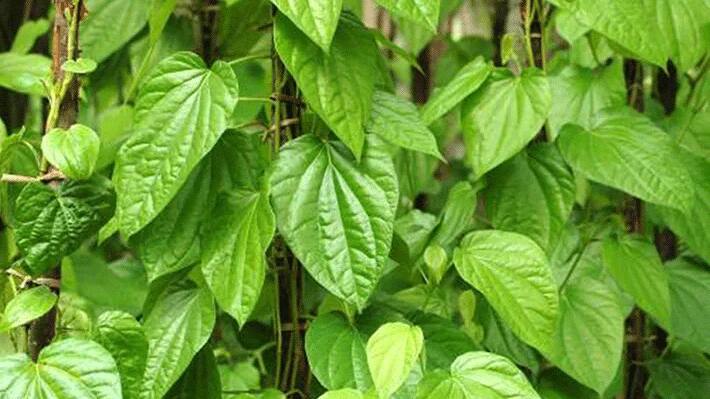 betel