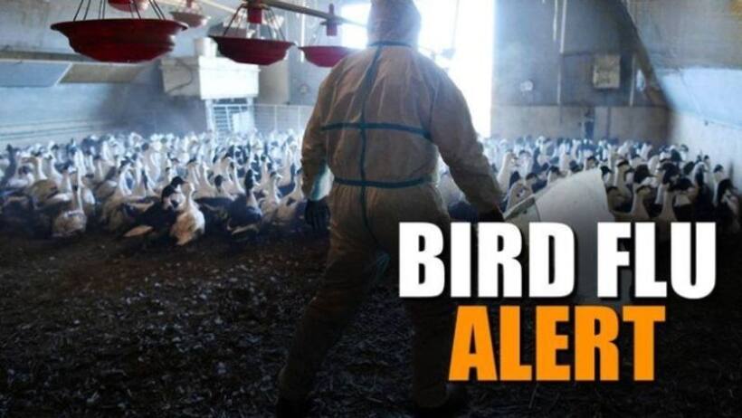 H5N1 Bird Flu : कोविड 19 से कितना खतरनाक बर्ड फ्लू? यहां जानें लक्षण 