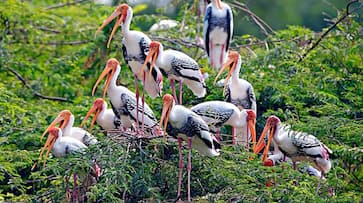 Thattekkad Bird Sanctuary to Binsar Wildlife Sanctuary: Explore the Beauty of Nature nti