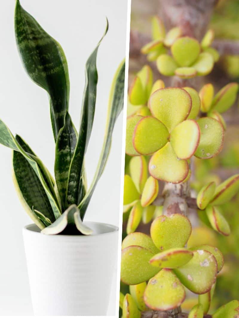 Jade Plant to Snake Plant: 7 plants that attract Wealth ATG