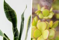 Jade Plant to Snake Plant: 7 plants that attract Wealth ATG