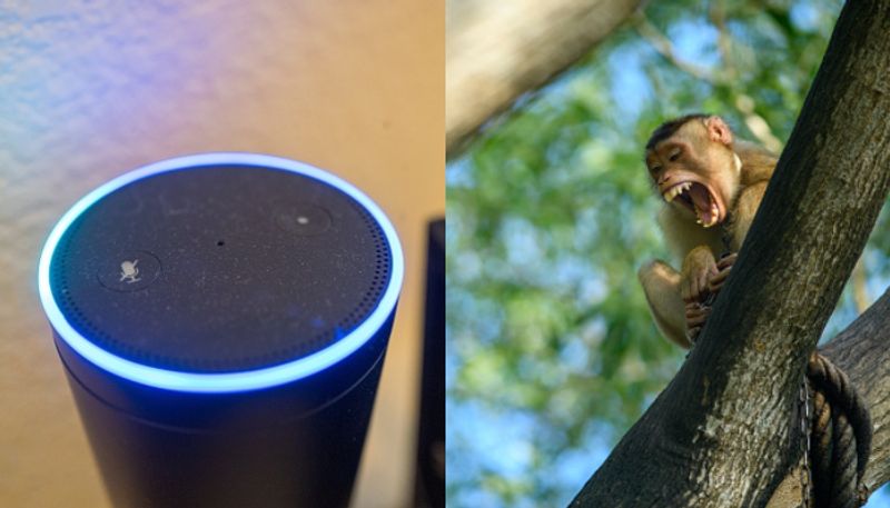 teenager save self and brothers 15 month old daughter from monkey attack using Alexa 