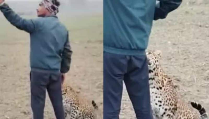 farmer taking selfie with leopard video went viral  