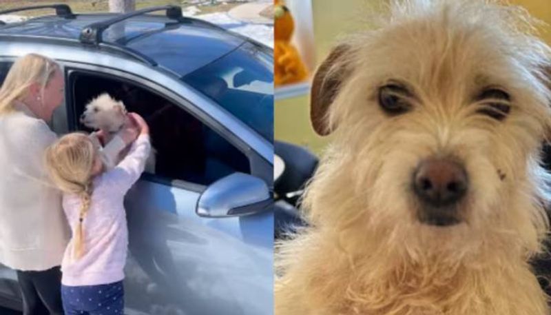 after nine months missing pet dog Mishka reunite with owner in California 