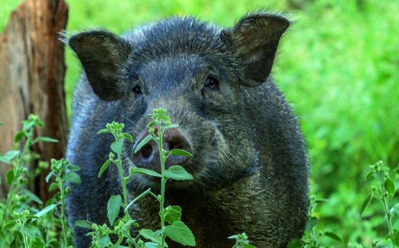 wild boar shot dead in alappuzha after destroying farm 