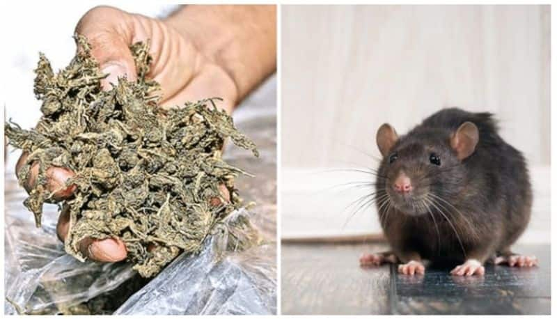 Uttar Pradesh 19 kg of seized drug missing in police station Police said rats have eaten it akb