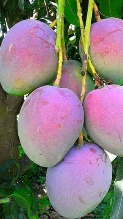 दुनिया का सबसे महंगा आम है 'मियाज़ाकी'