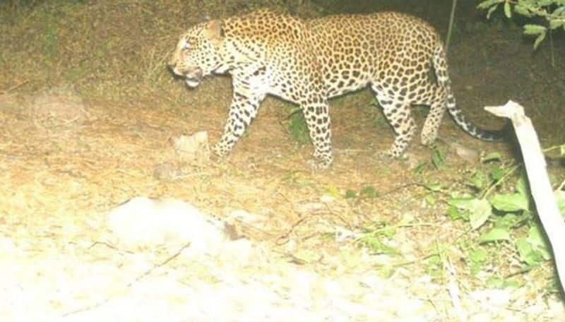 Leopard roaming around mayiladuthurai area forest department in high alert ans