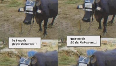 पेश है भारत की हीरो होंडा भैंसलेंडर प्लस, भैंस को देख लोग बोले-  इसका चालान काटो 