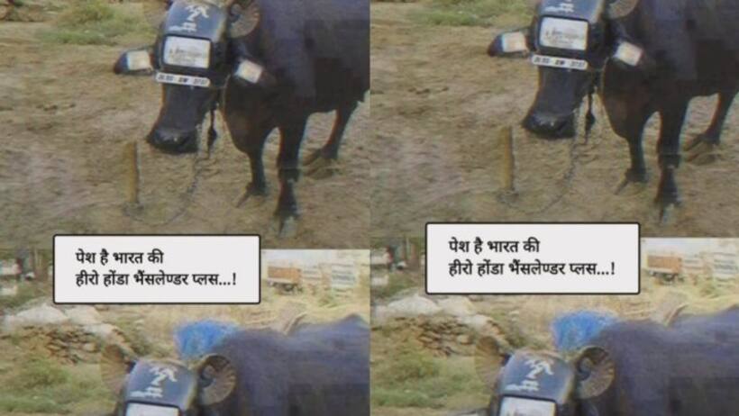 पेश है भारत की हीरो होंडा भैंसलेंडर प्लस, भैंस को देख लोग बोले   इसका चालान काटो 