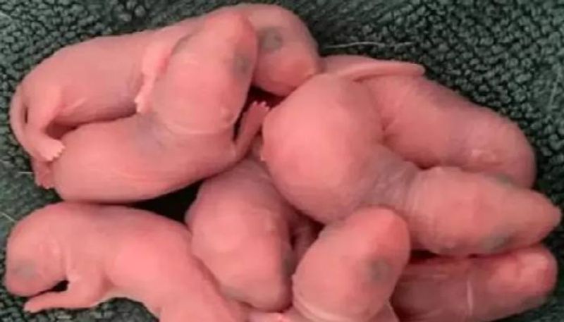 strange animal babies in underwear drawer woman shocked rlp