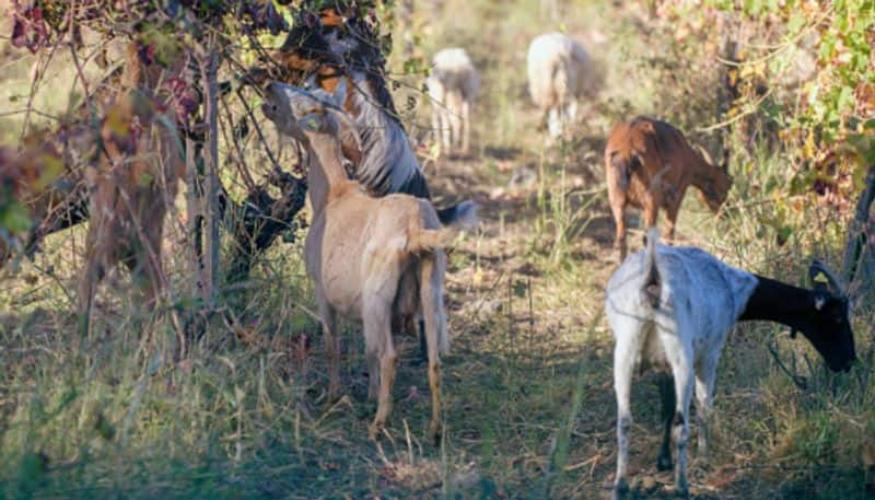  island is being overrun by goats mayor  trying to give away goats as the island becomes inundated with the animals