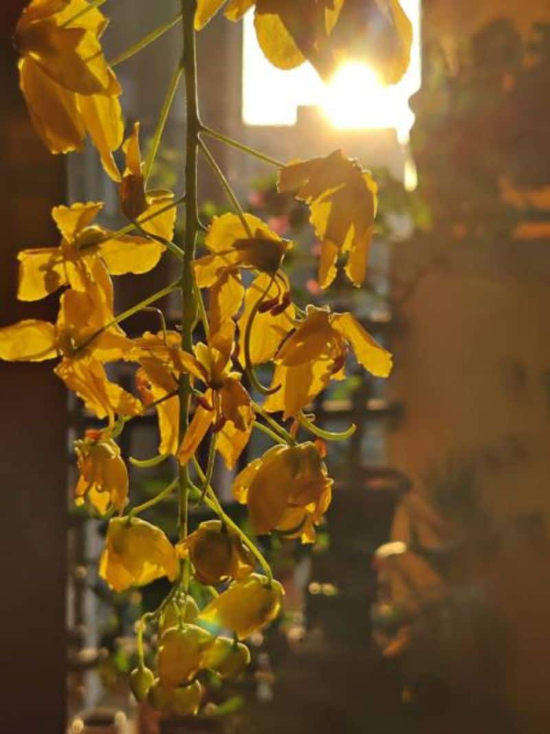 Vishu 2024 Facts: 'Konnapoo' is Thailand's national flower anr